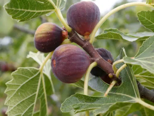 Figues 100% issus de fruits Vendu sur Al'origin