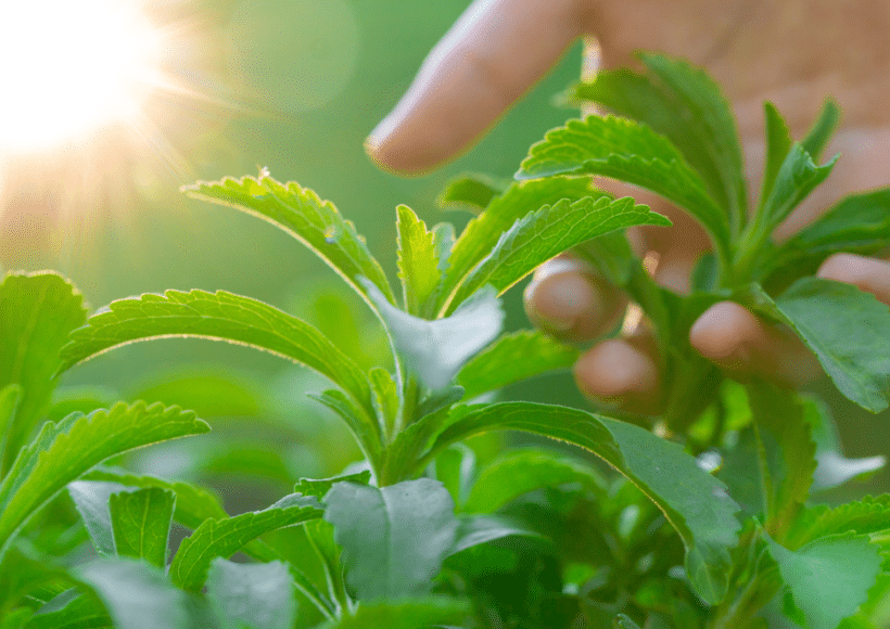La Stévia : Un Sucre Naturel à Faible Indice Glycémique